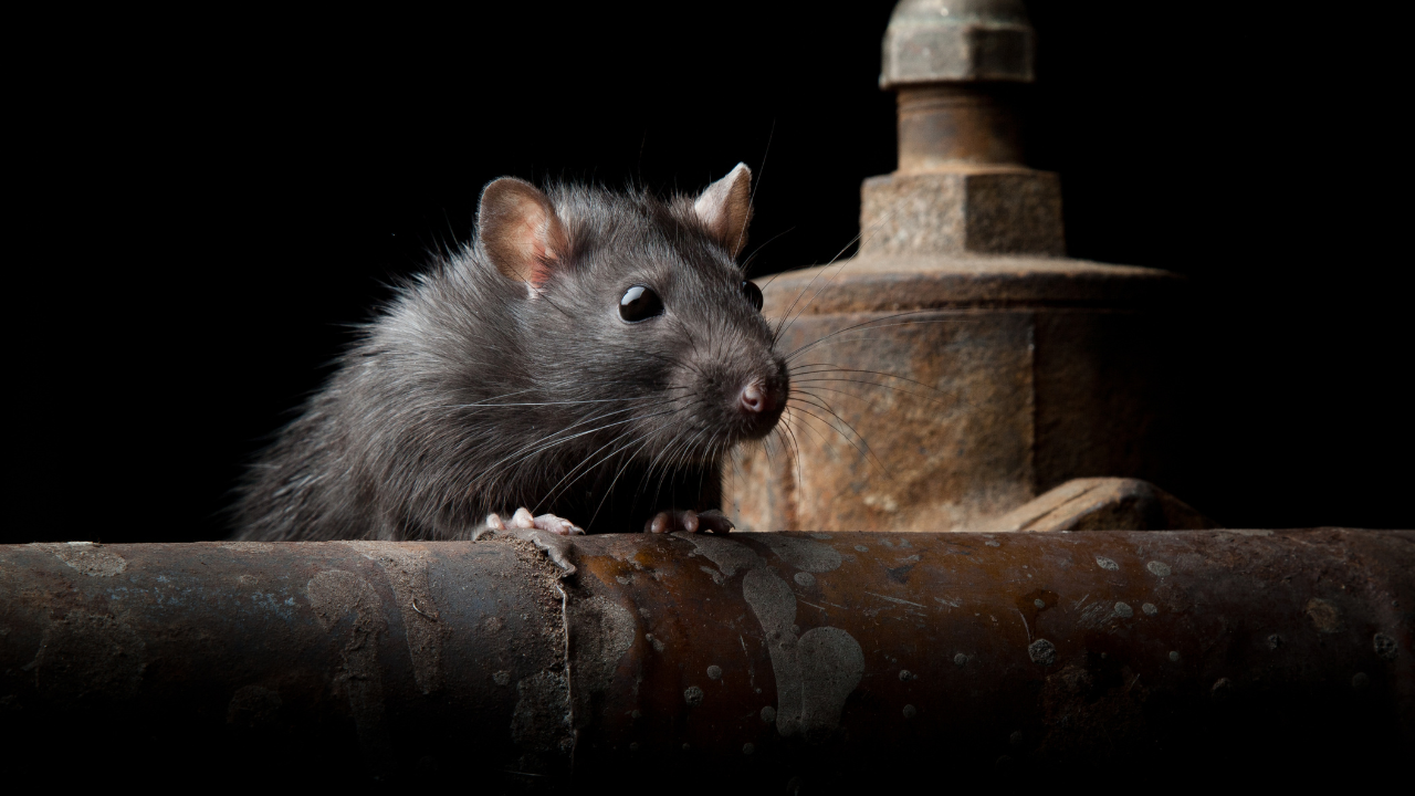 A black rat with shiny, beady eyes sits on a rusted metal pipe, with a large metal valve in the background. The scene is dimly lit, highlighting the rat's features.